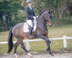 Cavallo da Dressage Omana N (KWPN (Warmblood olandese), 2019, di Beukenvallei's Iconic B)