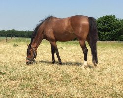 Springpferd Tinka 243 (KWPN (Niederländisches Warmblut), 2007)