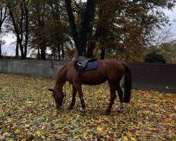 Springpferd Imperia 27 (Polnisches Warmblut, 2002, von Zakard)
