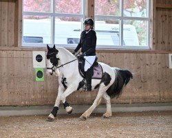 dressage horse Costa-Cordalis (unknown, 2008)