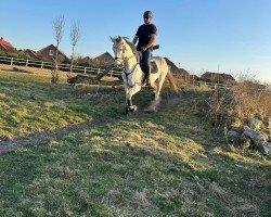 jumper Call me Cosmo (Westphalian, 2017, from Chap II)