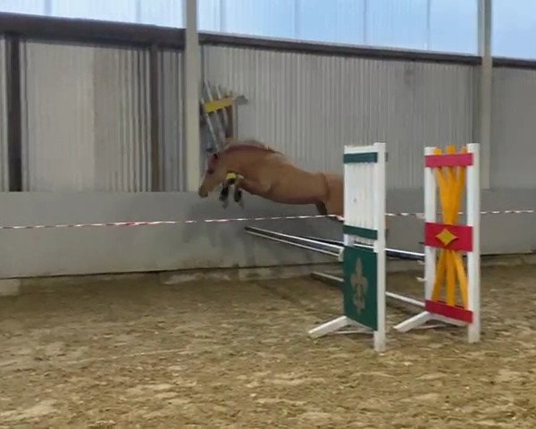 dressage horse Glebedale Cupcake (Welsh-Pony (Section B), 2012, from Ringstead Candi)