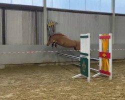 dressage horse Glebedale Cupcake (Welsh-Pony (Section B), 2012, from Ringstead Candi)