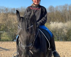 dressage horse Freerk 4 (Friese, 2009, from Sybren Friesian Dark)