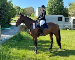 jumper Liquido 55 (German Sport Horse, 2010, from Auheim's La Quitol)