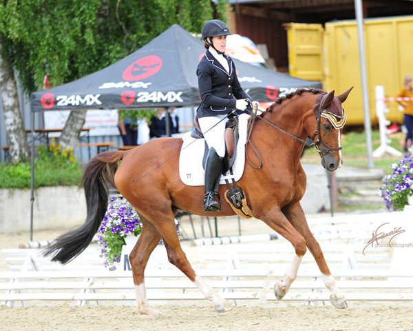 dressage horse Damon Deluxe (Zweibrücken, 2013, from Damon Jerome NRW)