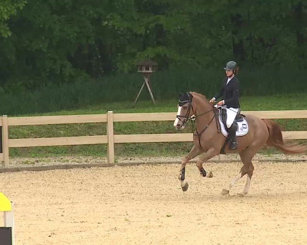 Reitturnier Tiefenhof/Opf. 2025