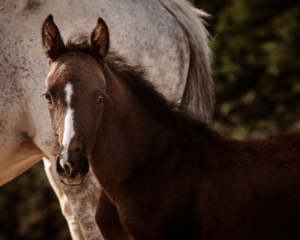 horse Chubana K (Hanoverian, 2021, from Chubakko)