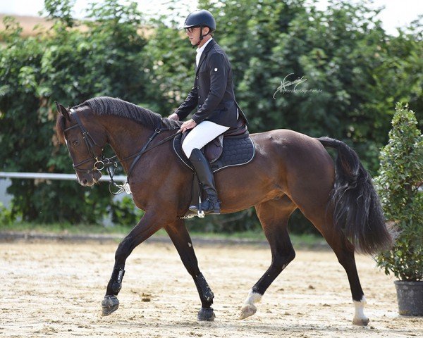 jumper Bence Bellini (Rhinelander, 2018, from Bellini Royal)