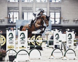 jumper Bella Olympic (Danish Warmblood, 2013, from Bonaparte Z)