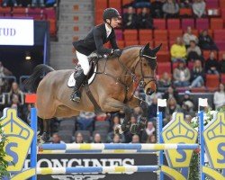 jumper Von Chap Son (Swedish Warmblood, 2019, from Diamant de Semilly)