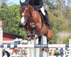 jumper Cajza Cavat (Swedish Warmblood, 2008, from Caressini L)