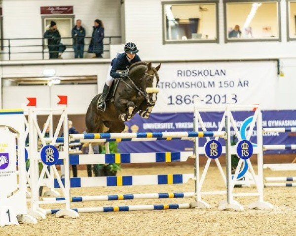 jumper Kespri Dc (Hanoverian, 2013, from Kannan)
