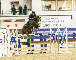 jumper Kespri Dc (Hanoverian, 2013, from Kannan)