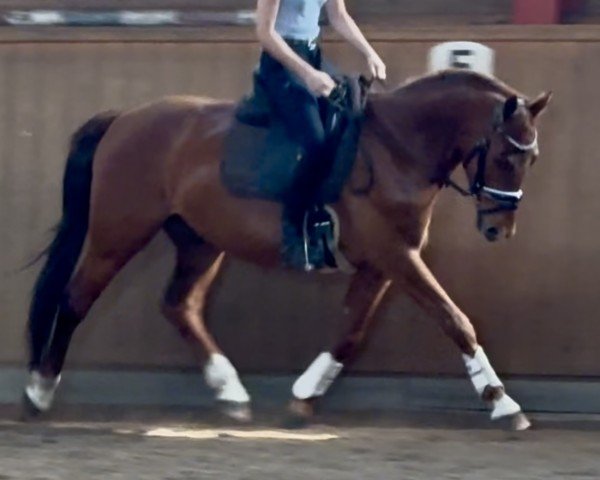 horse Capri Moon L (German Riding Pony, 2021, from DSP Cosmo Royale)