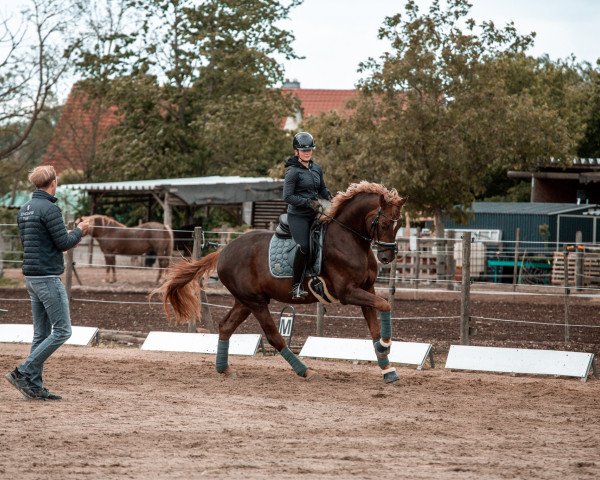 dressage horse Favour 9 (German Sport Horse, 2016, from Foundation 2)