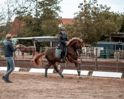dressage horse Favour 9 (German Sport Horse, 2016, from Foundation 2)