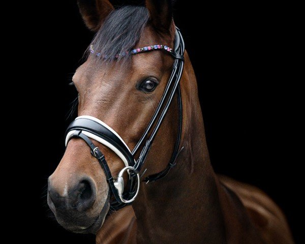 broodmare Mahayana (Trakehner, 2017, from Connery) broodmare Mahayana (Trakehner, 2017, from Connery)