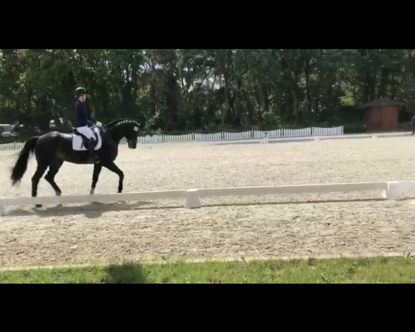 Pferd Romeo 877 (Hannoveraner, 2015, von For Romance I)