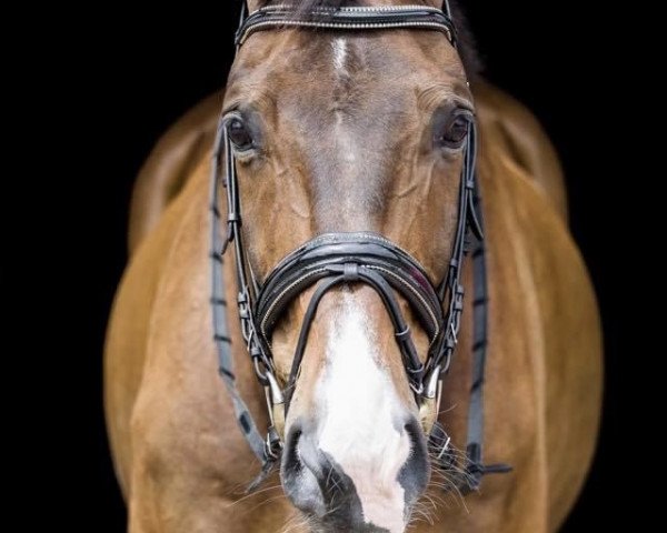 horse Adonis (KWPN (Royal Dutch Sporthorse), 2005, from Rubin Royal OLD)