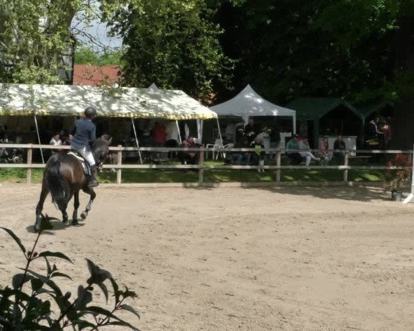 Reitturnier Hildesheim-Steuerwald 2025