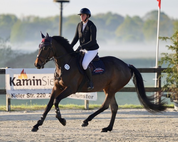 jumper Nobel Classic (Holsteiner, 2020, from Zöllner xx) jumper Nobel Classic (Holsteiner, 2020, from Zöllner xx)