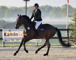 jumper Nobel Classic (Holsteiner, 2020, from Zöllner xx)