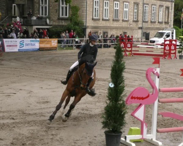 Reitturnier Hildesheim-Steuerwald 2025