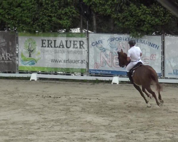 Reitturnier Preding 2025