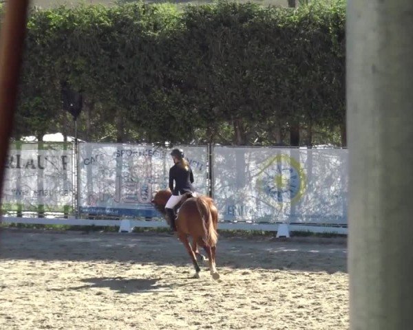 Reitturnier Preding 2025