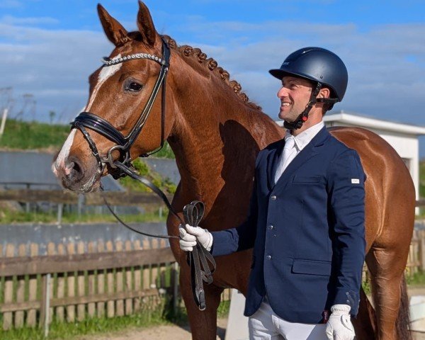 horse Oyphorie (Holsteiner, 2021, from Dynamic Dream)