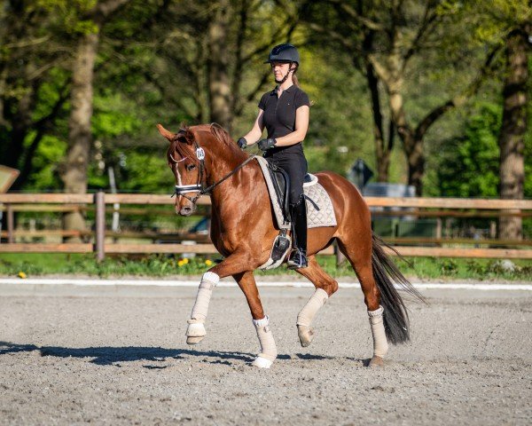 broodmare BreFood's Vilaine (Hanoverian, 2019, from Vitalis)
