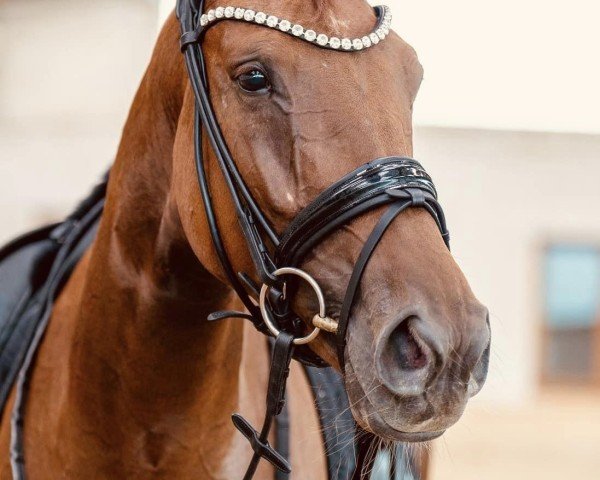 horse Total Belize (Oldenburg, 2019, from Total Hope OLD)