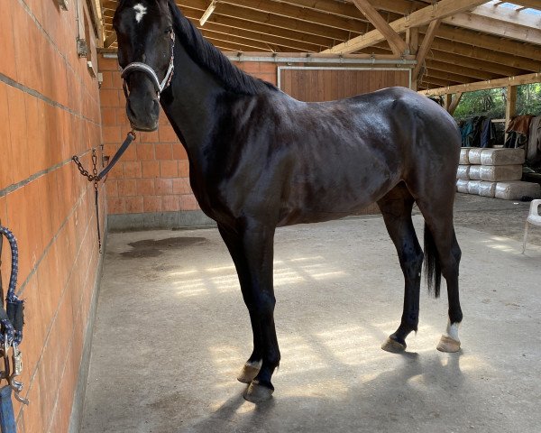 horse Marlow (Little German Riding Horse, 2017, from Maestro)