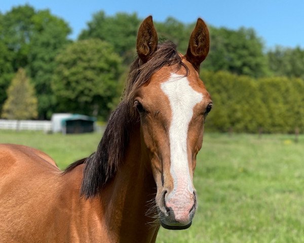 Pferd Farrell (Westfale, 2020, von Fürst Toto)