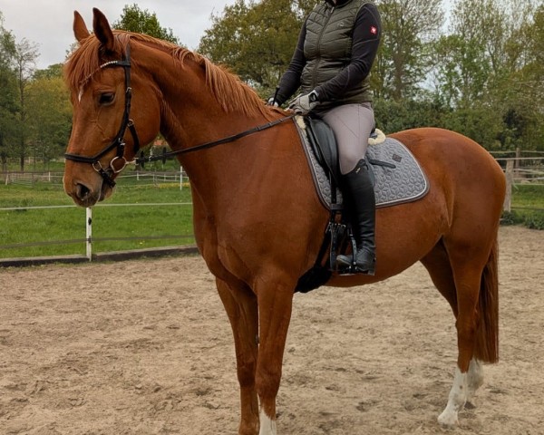 horse Zuallererst (Hanoverian, 2019, from Zinedream)
