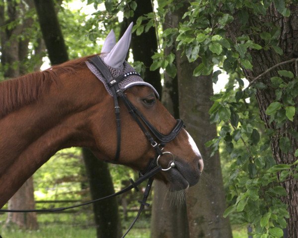 Dressurpferd Rio Secco (Oldenburger, 2000, von Rohdiamant) Dressurpferd Rio Secco (Oldenburger, 2000, von Rohdiamant)