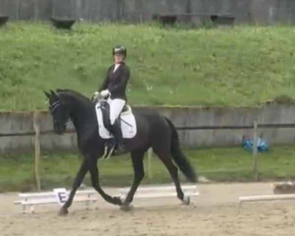 dressage horse Fürst Fidelio B (Westphalian, 2021, from Fürsten-Look)
