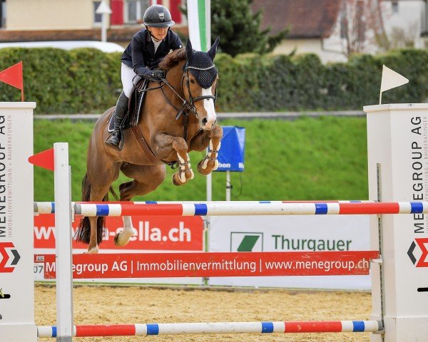 Springpferd Gribouille Dela Cense (Selle Français, 2016, von Viking d'La Rousserie)