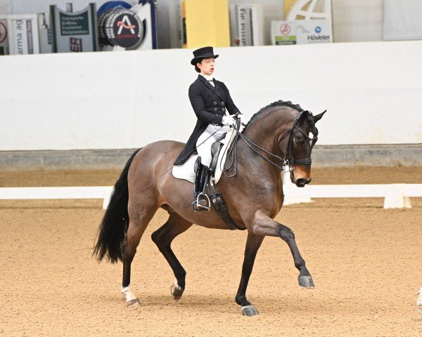 stallion Liegnitz II (German Sport Horse, 2014, from Lahnstein 4)