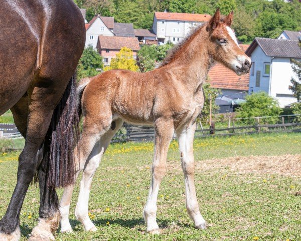 foal by Veritas Oz Lumaris (Welsh-Cob (Sek. D), 2025, from Cornwall Optimus Prime WE)