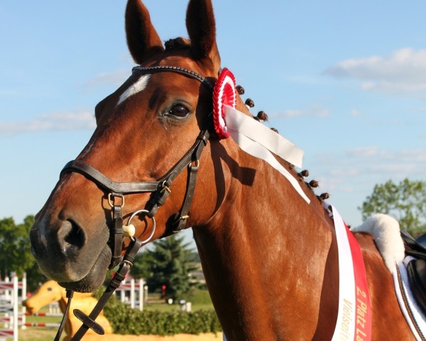 jumper Quaidlyn (German Sport Horse, 2009, from Quaterback)