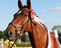 jumper Quaidlyn (German Sport Horse, 2009, from Quaterback)
