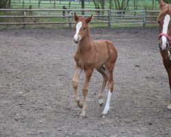 Pferd No Time To Die JP (Deutsches Reitpony, 2021, von Fs Numero Uno)