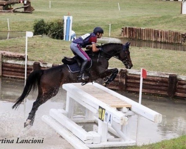 horse Cute as Honey (Holsteiner,  , from Contendro I)
