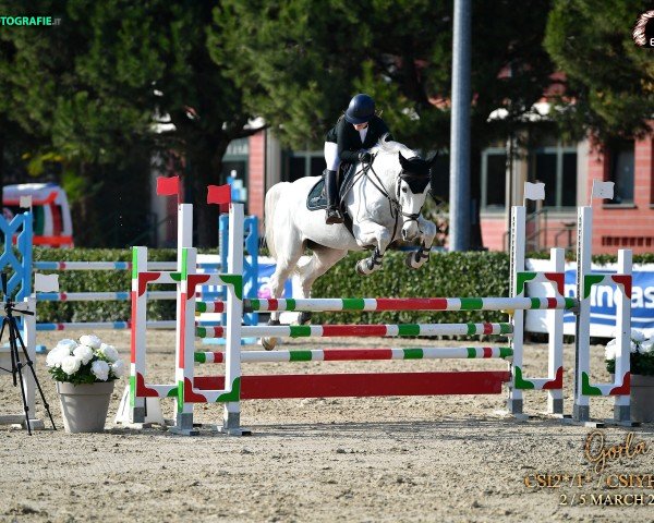 jumper Caprizio 3 (Oldenburg show jumper, 2008, from Capilano)