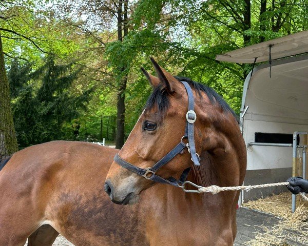horse Ophelia AS (Holsteiner, 2021, from All Star)