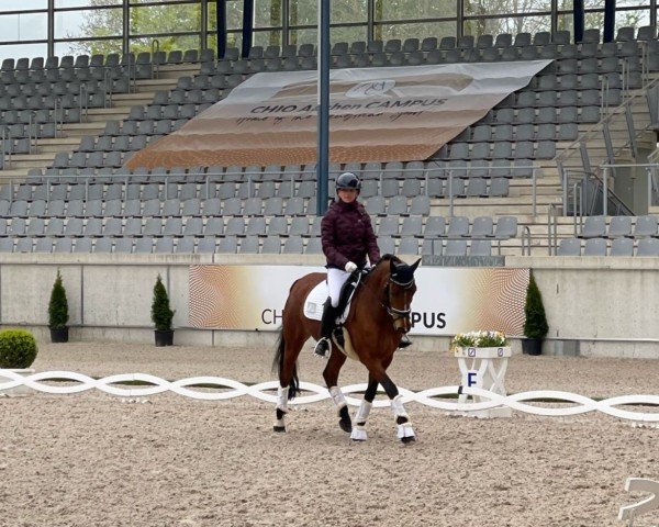 dressage horse Der ist es (German Riding Pony, 2018, from Da Capo)