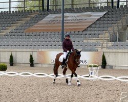 dressage horse Der ist es (German Riding Pony, 2018, from Da Capo)