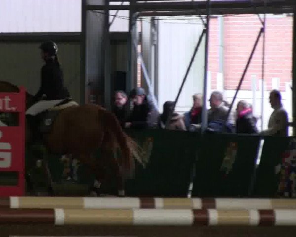 Hallenreitturnier Arnsberg-Voßwinkel 2014